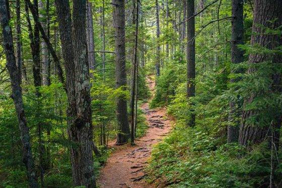 A trail in a lush forest along the Kancamagus Highway, in White Mountain National Forest, NH