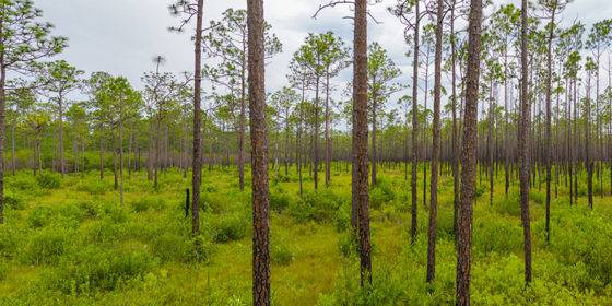 Photo of Apalachicola National Forest, Tate's Hell State Park, Florida