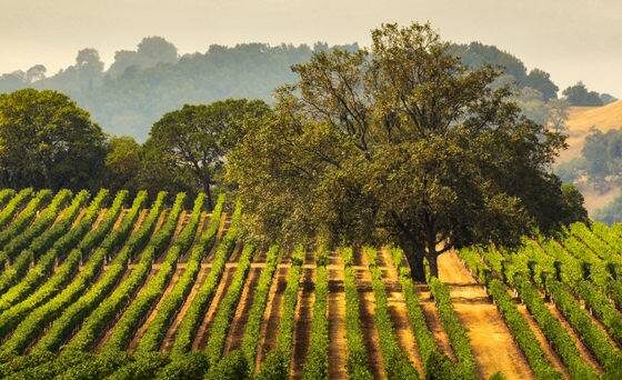 Image of a vineyard with an oak tree, Sonoma County, California